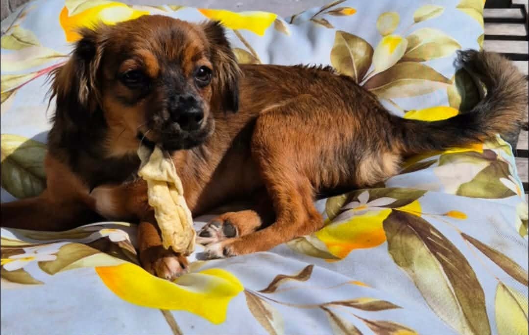 Lieve kleine Cinty van 6 maandjes jong, Dieren en Toebehoren, Honden | Niet-rashonden, Particulier, 15 weken tot 1 jaar, Buitenland