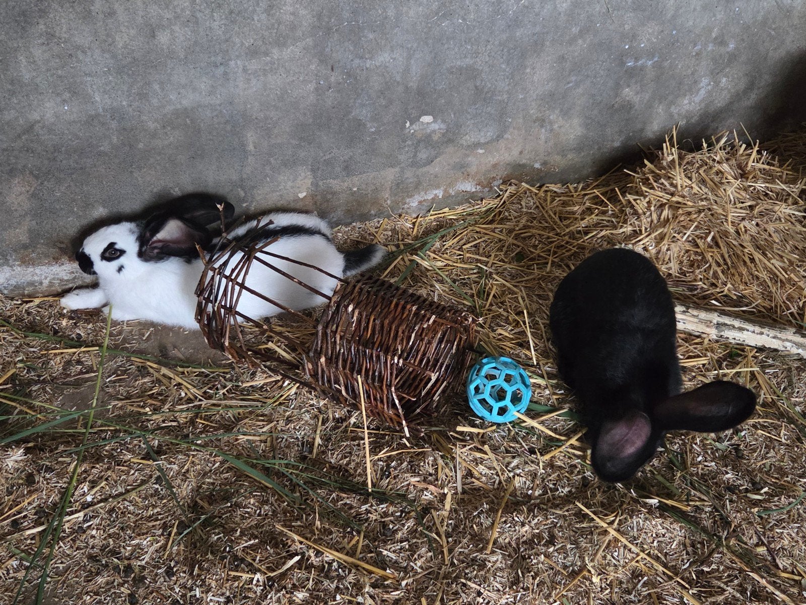 grote lotharinger voedsters, Vrouwelijk, Groot, 0 tot 2 jaar