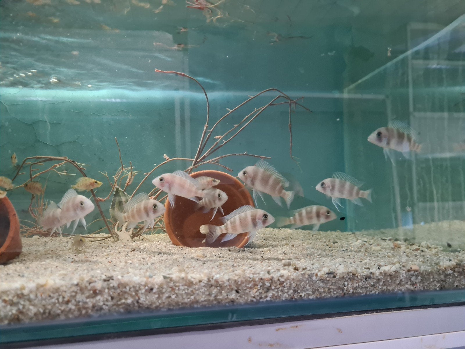 Frontosa Burundi Tanganyika Cichliden, Vis, Zoetwatervis