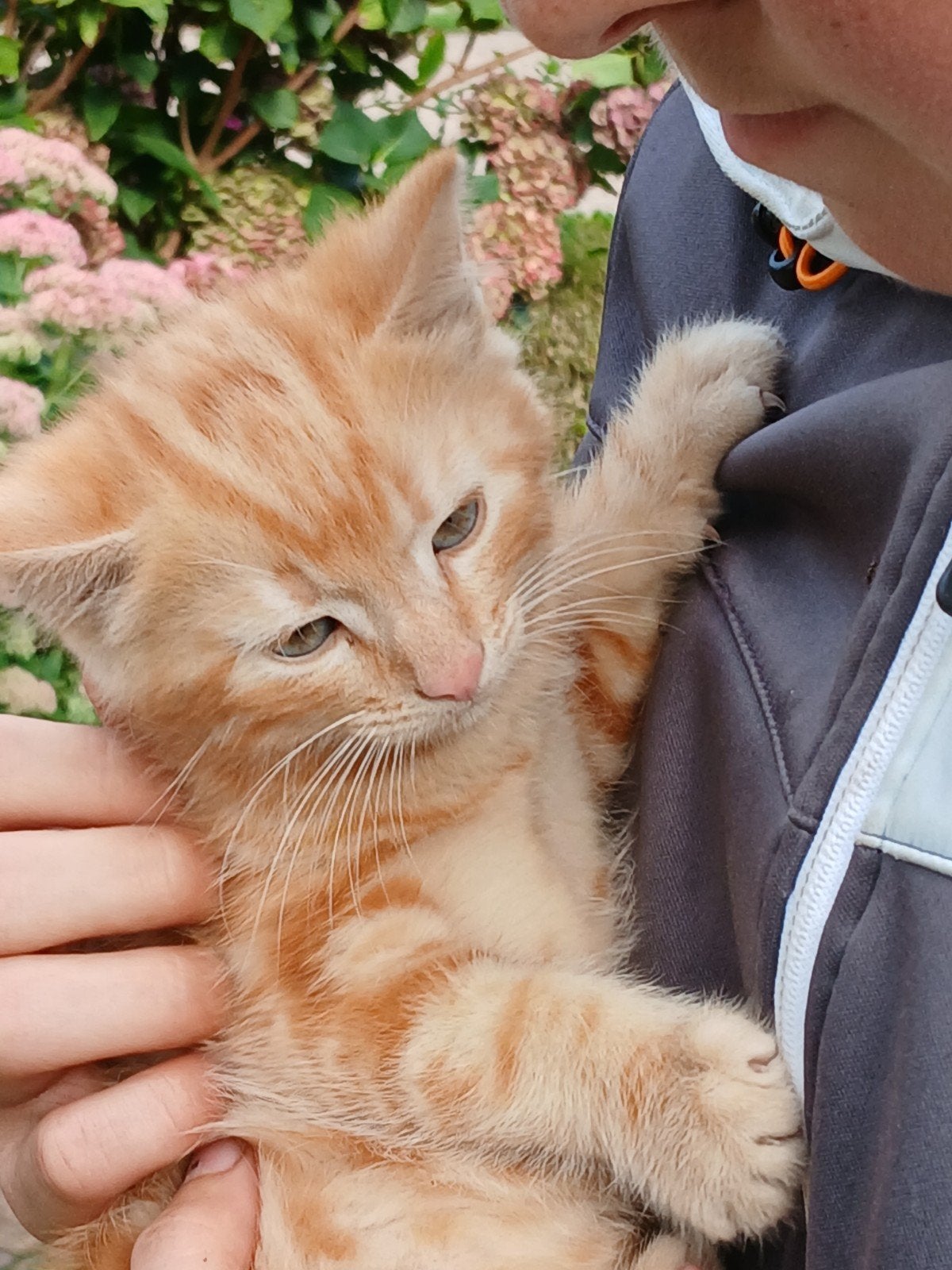 lieve jonge kater, Dieren en Toebehoren, Kater, Kortharig, 0 tot 2 jaar