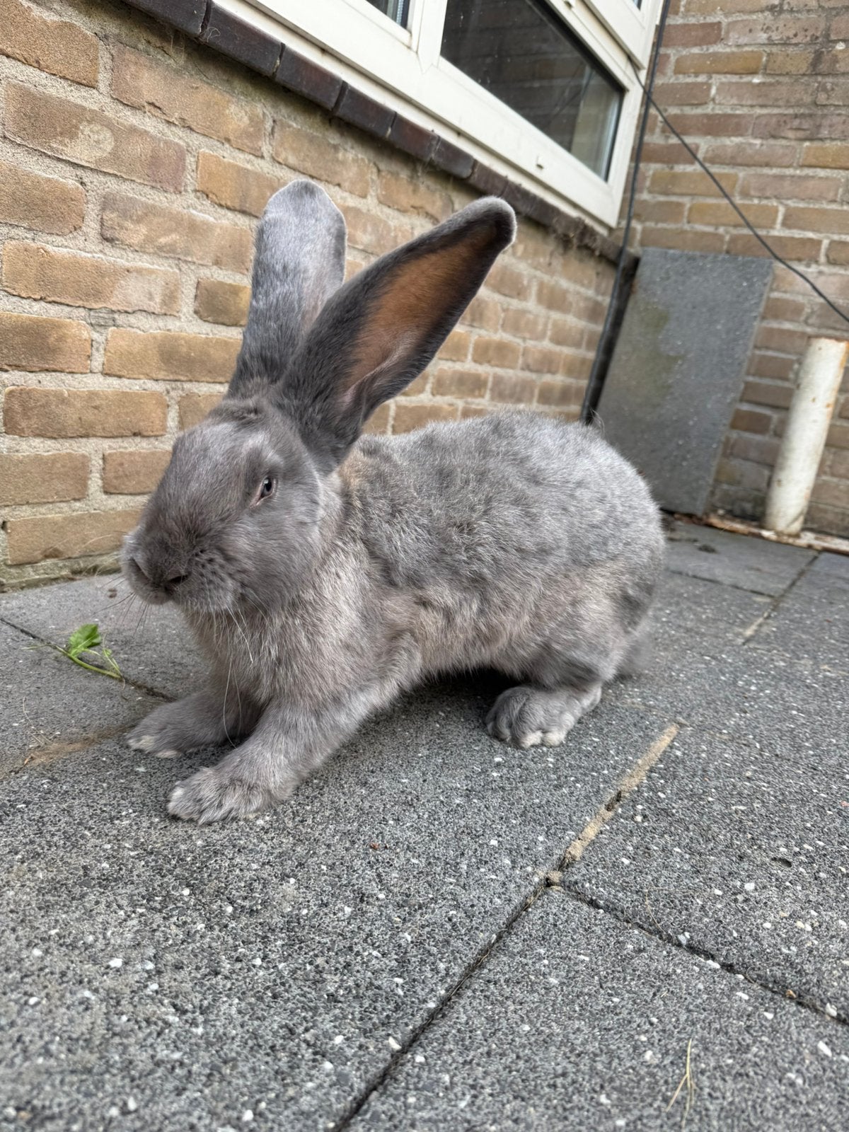 Duitse reus ram, Dieren en Toebehoren, Mannelijk, Groot, 0 tot 2 jaar