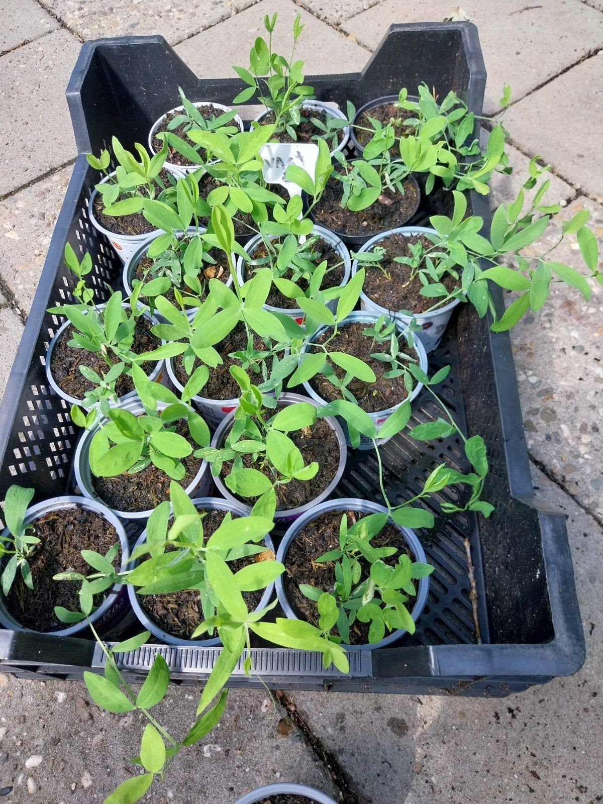 Jonge, vaste lathyrus, Ophalen, Overige soorten, Volle zon