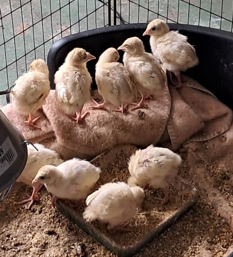 Overkompleet van Particulier liefhebber: 10 kalkoen kuikens, Geslacht onbekend, Kalkoen