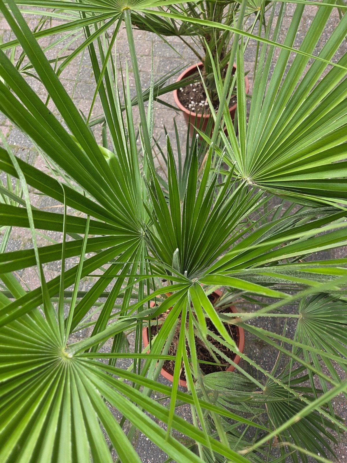 Foto 3 van 2 prachtige, gezonde Chamaerops humilis palmen