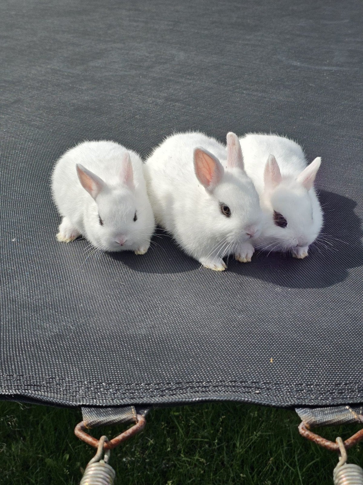 kleurdwerg hottot konijntjes te koop., Dieren en Toebehoren, Meerdere dieren, Dwerg