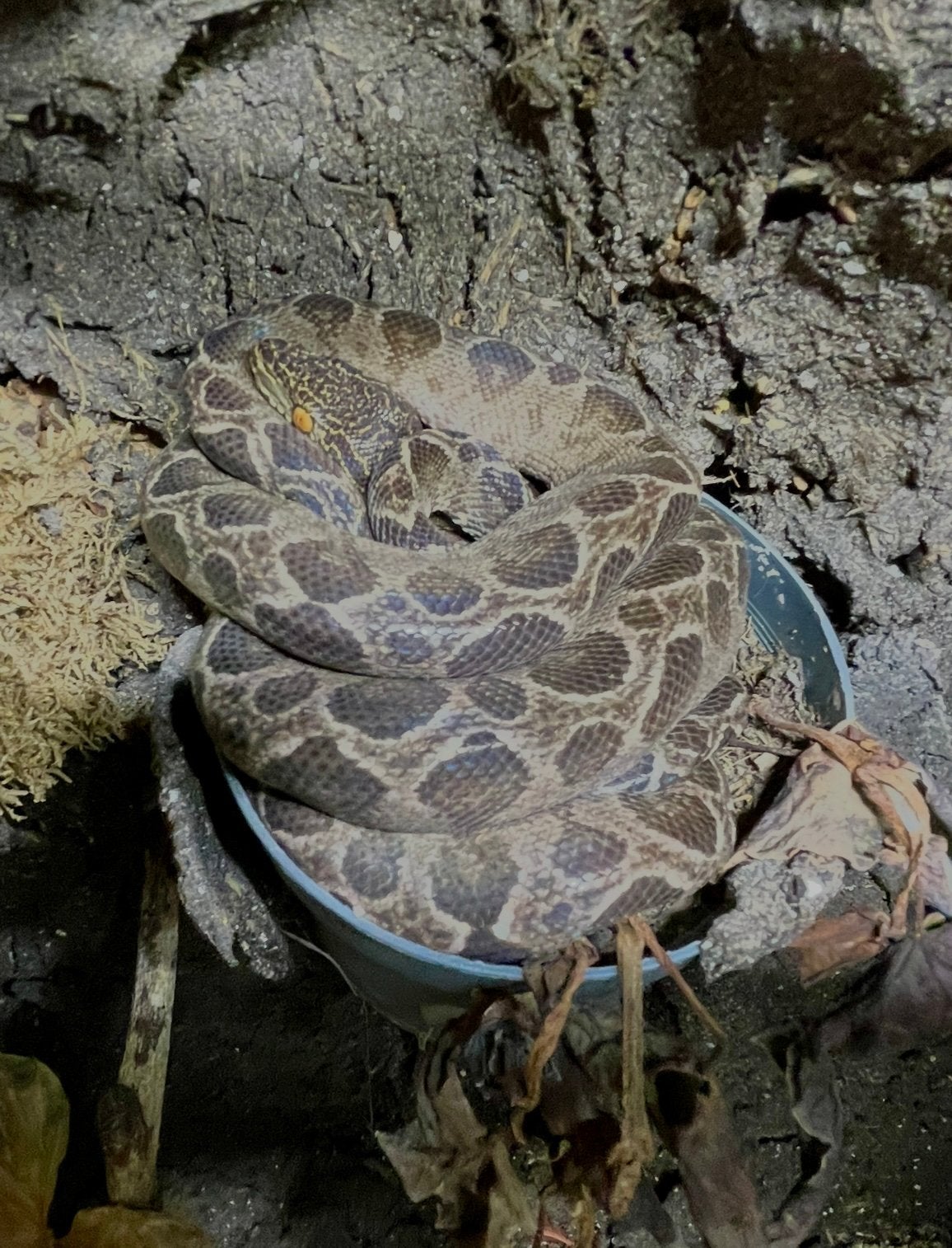 Corallus hortulanus (Amazon Tree Boa), Dieren en Toebehoren, Reptielen en Amfibieën, Slang