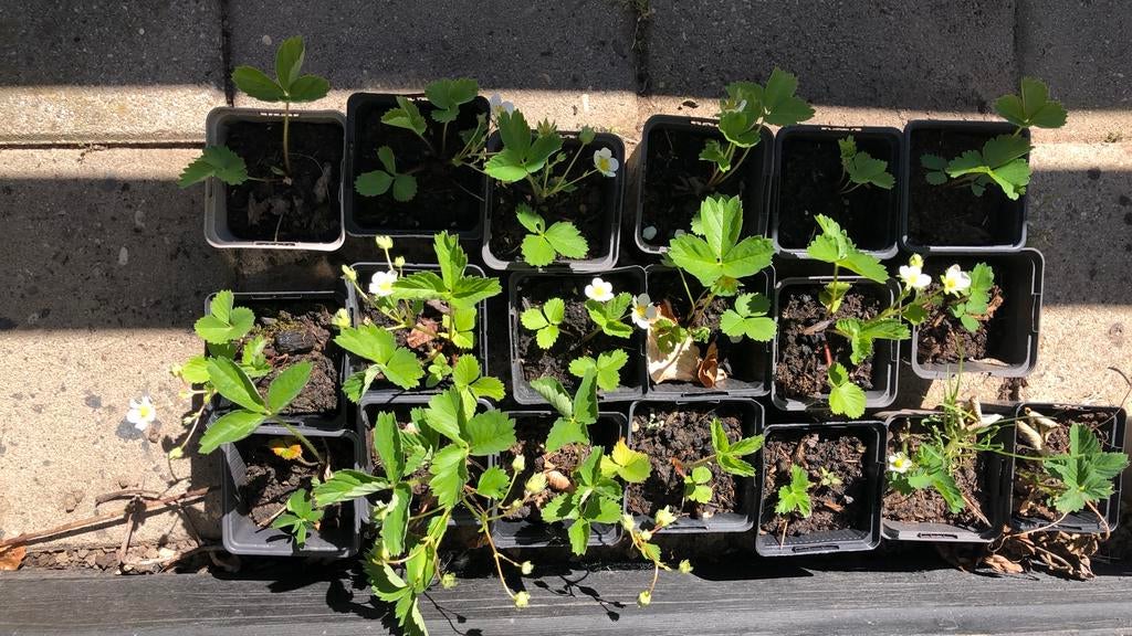 Aardbeien planten, Ophalen, Volle zon
