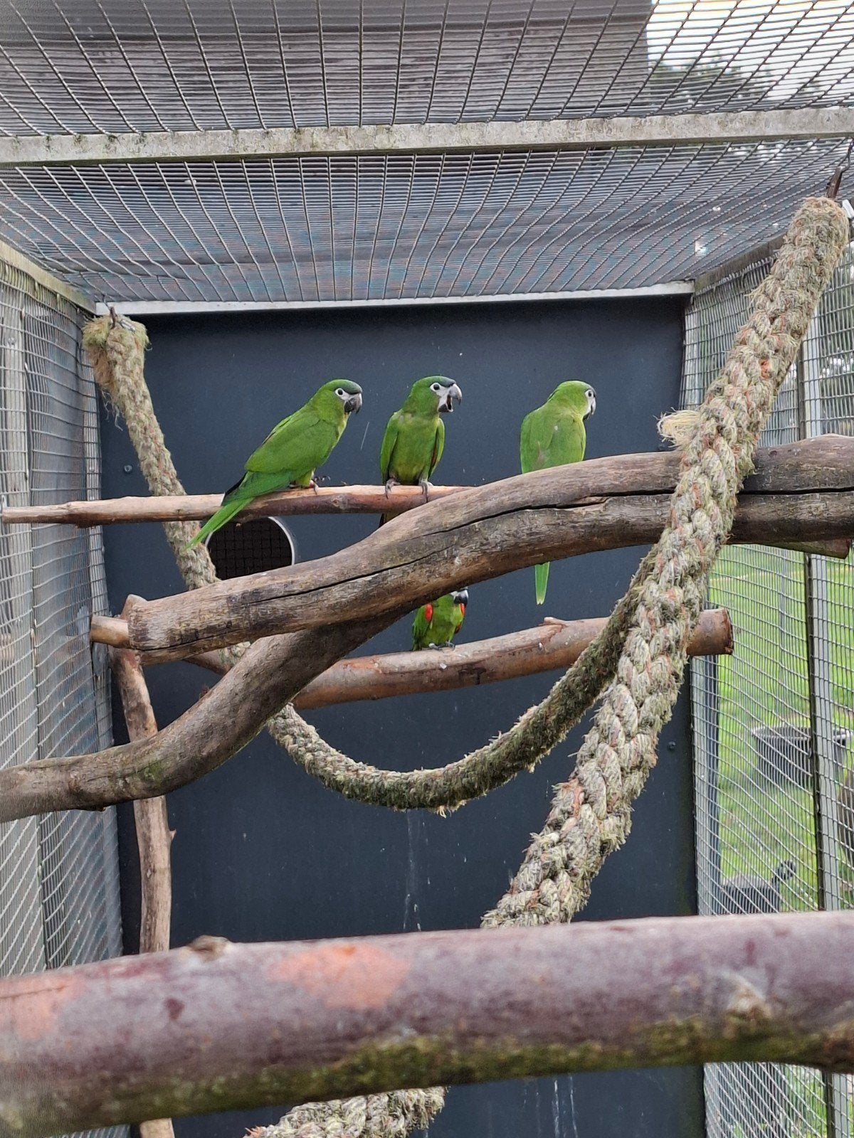 ara nobilis/ roodschouder ara, Meerdere dieren, Papegaai, Geringd