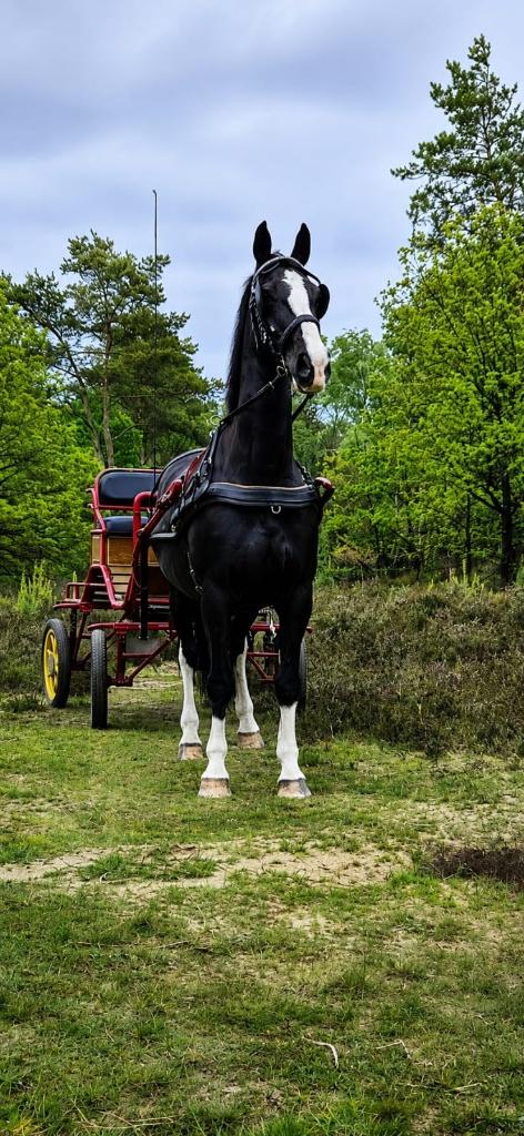 (h)eerlijke zwartbles Gelderse tuigpaard merrie, Dieren en Toebehoren, Paarden, Merrie, Met stamboom, Zadelmak, Tuigpaard