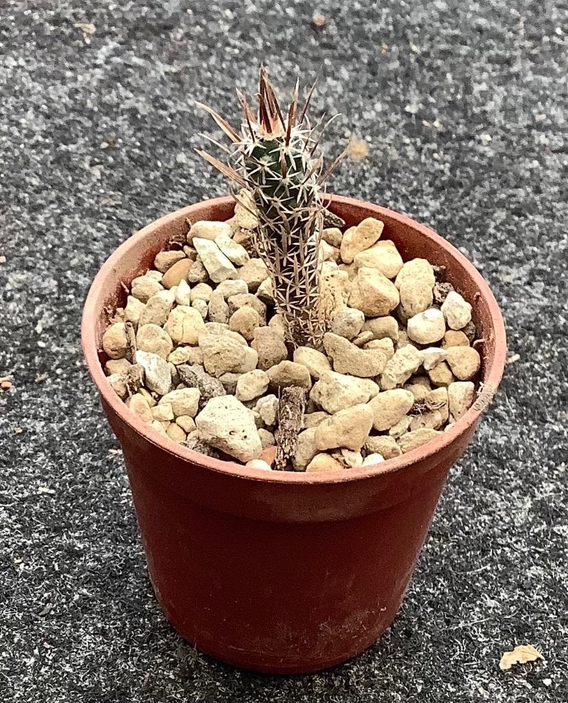 Cactus, Toumeya, Huis en Inrichting, Kamerplanten, Ophalen of Verzenden, Cactus, Volle zon, Minder dan 100 cm