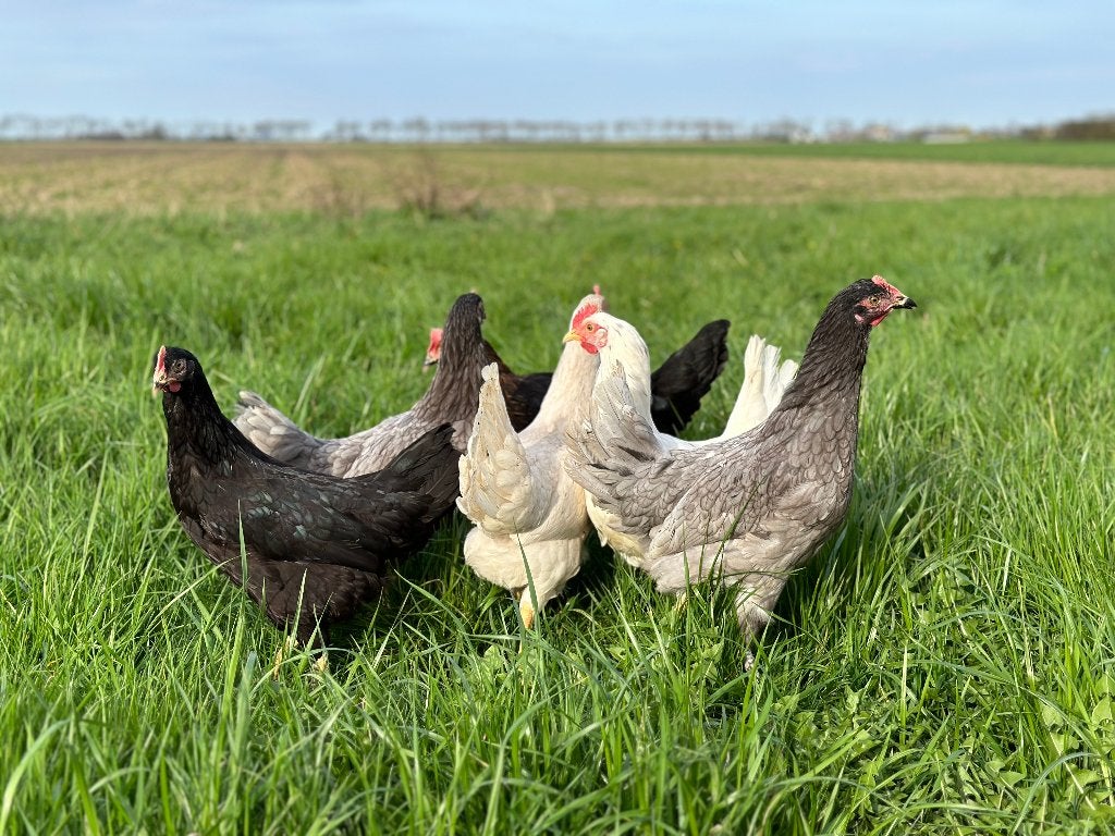Jonge tamme Groenleggers gesekst en ingeënt, Dieren en Toebehoren, Pluimvee, Vrouwelijk, Kip