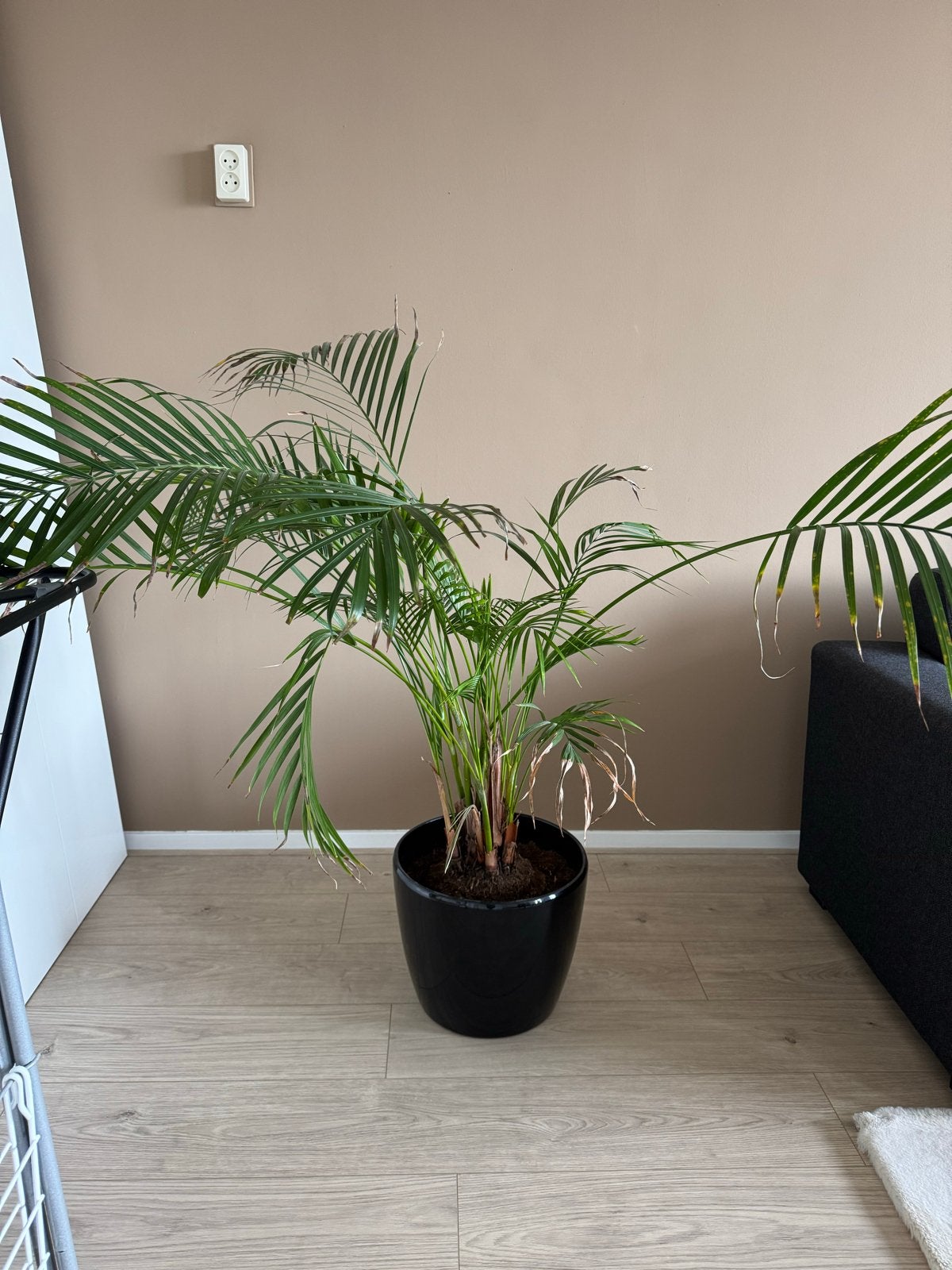 Palm inclusief pot, Ophalen, 100 tot 150 cm, Palm, Halfschaduw