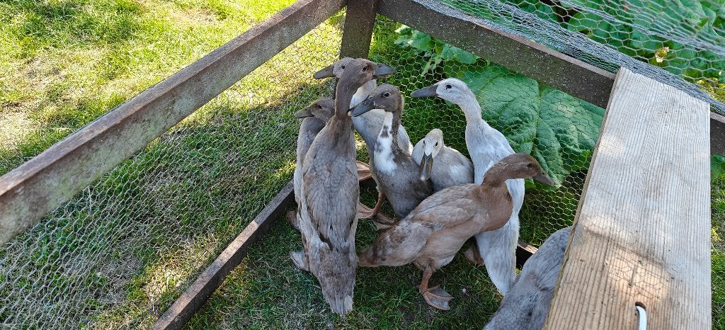 Volwassen loopeenden, Meerdere dieren, Eend