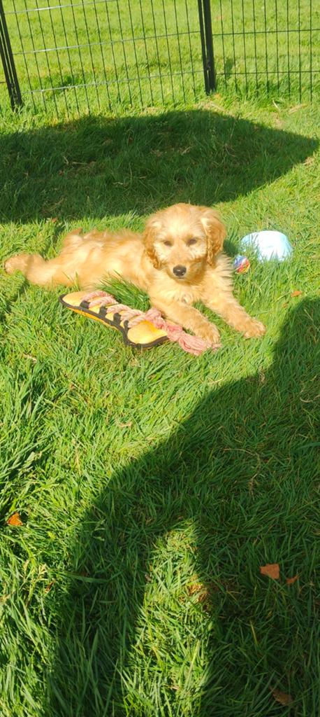 Golden Cocker Doodle pups geheel verzorgd !, Dieren en Toebehoren, Parvo, Nederland, Overige rassen, 8 tot 15 weken