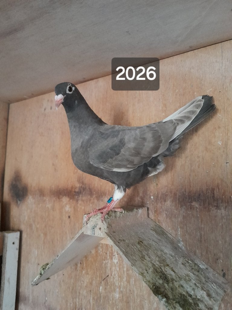 Kleurpostduiven, Dieren en Toebehoren, Vogels | Duiven, Meerdere dieren, Postduif