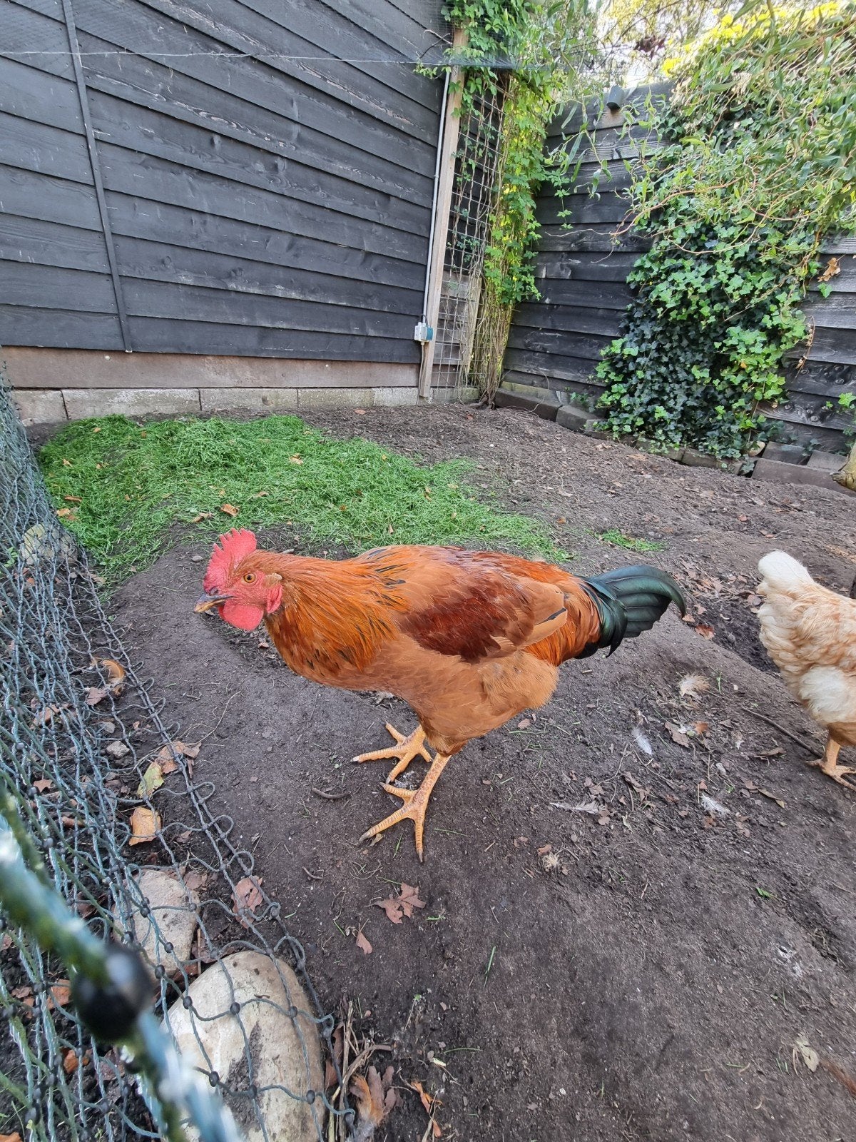 gratis haan, Dieren en Toebehoren, Mannelijk, Kip
