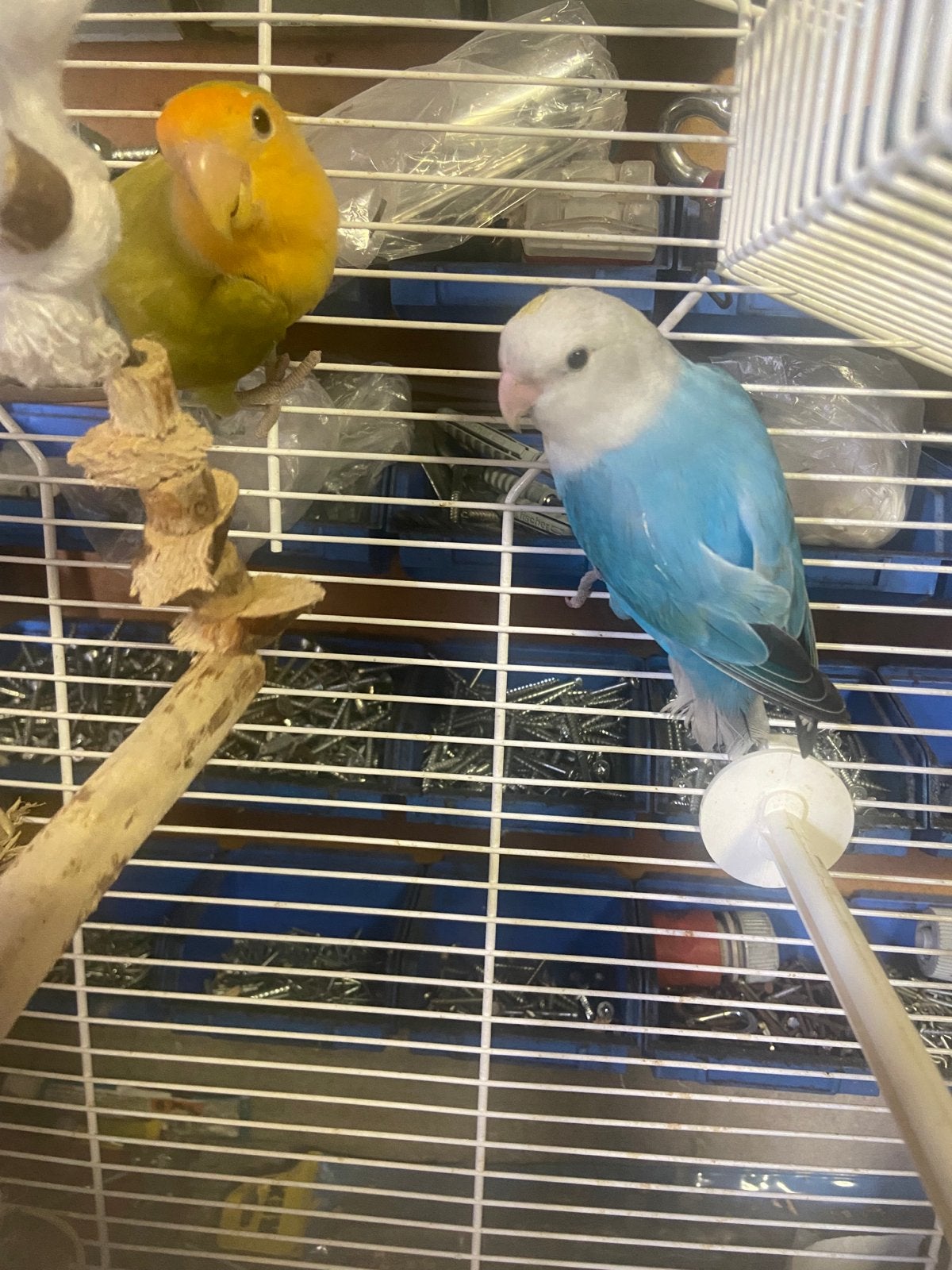 Vogels, Geslacht onbekend, Dwergpapegaai of Agapornis