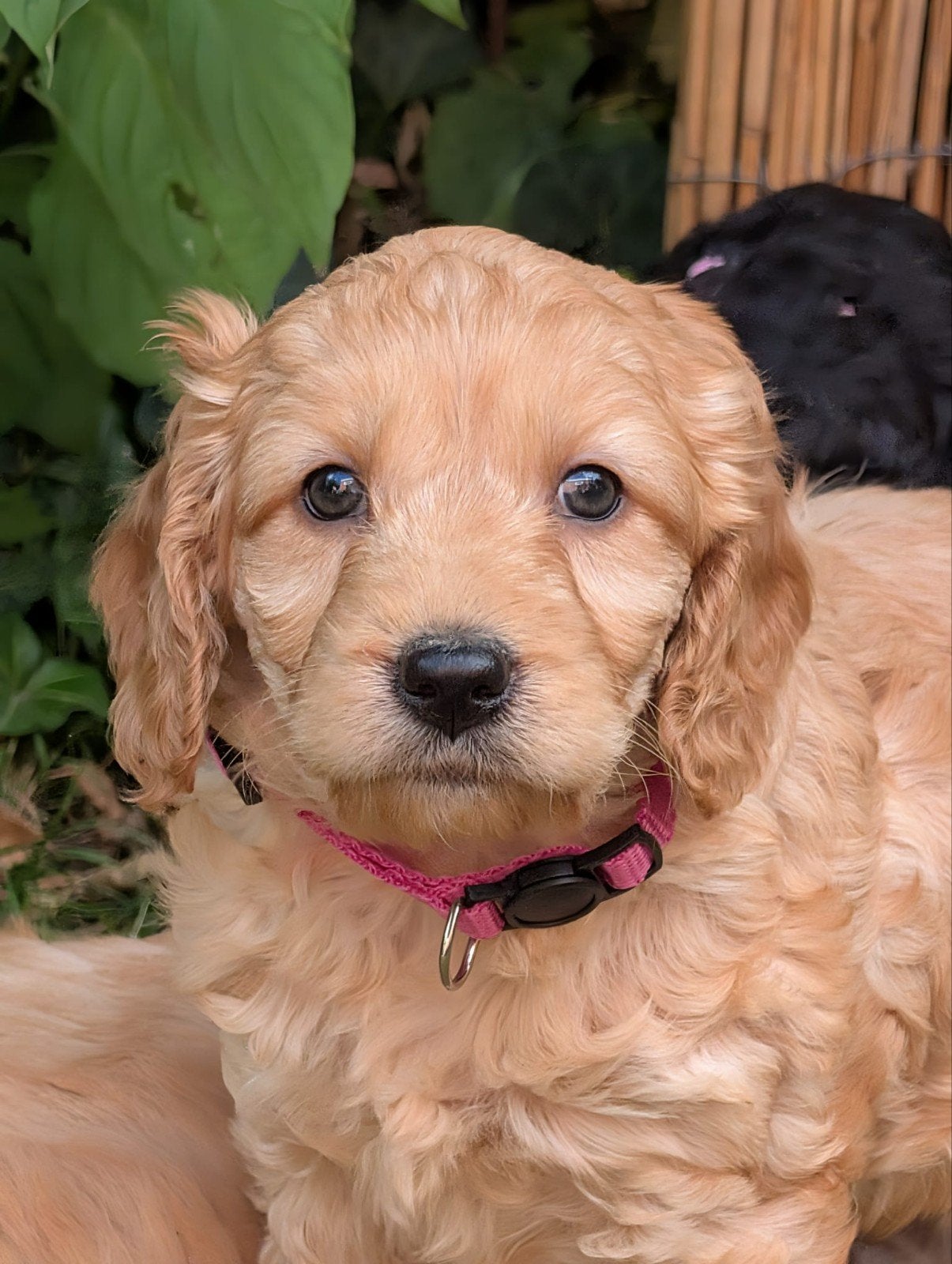 Engelse cockerspaniel x dwerg poedel cockapoo pups, Parvo, 8 tot 15 weken, Meerdere, Nederland
