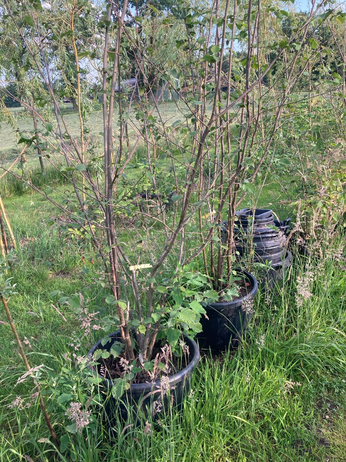 Biologische Hazelaar in pot - Eigen hazelnoten oogsten, Tuin en Terras, Ophalen, Overige soorten, Struik, 100 tot 250 cm