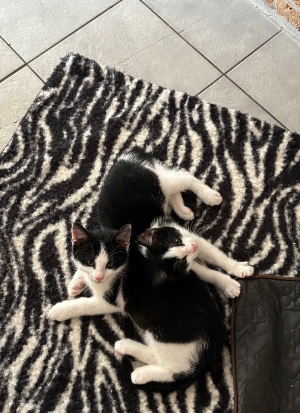 Speelse kittens te koop, mag per direct mee!, Kater, Kortharig, 0 tot 2 jaar