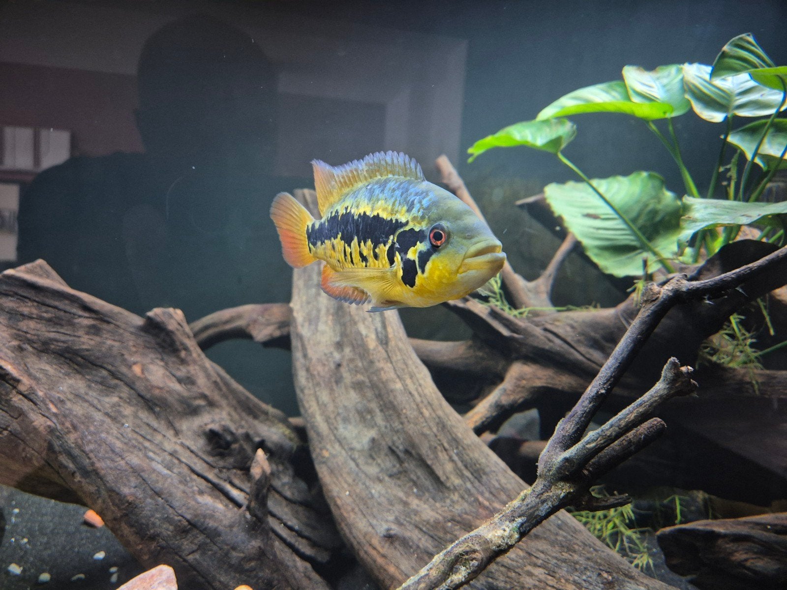 Parachromis friedrichsthalii kweekkoppel, Dieren en Toebehoren, Vis