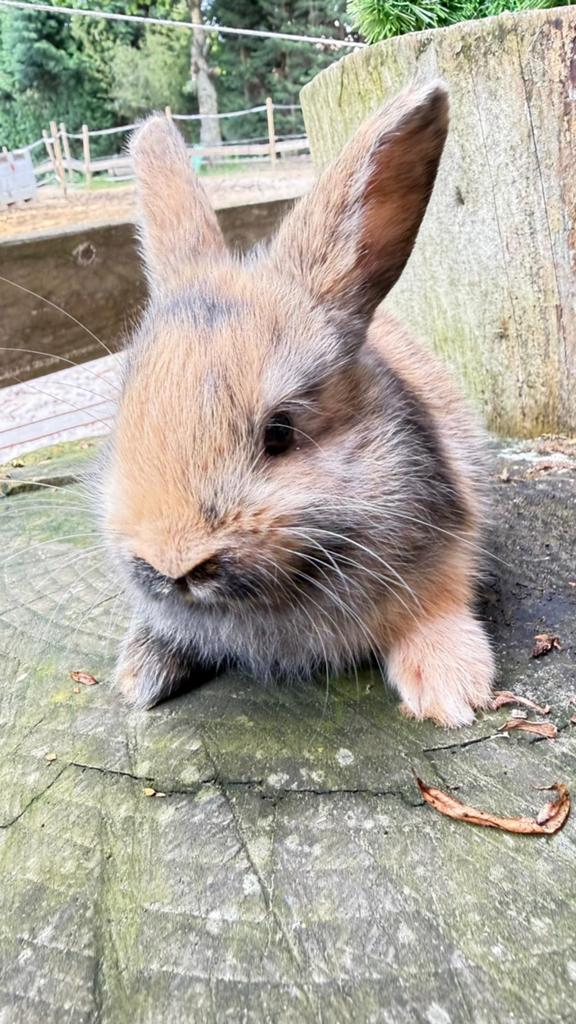 Prachtige half satijn en half kleurdwerg konijntjes, Dieren en Toebehoren, Meerdere dieren, Dwerg