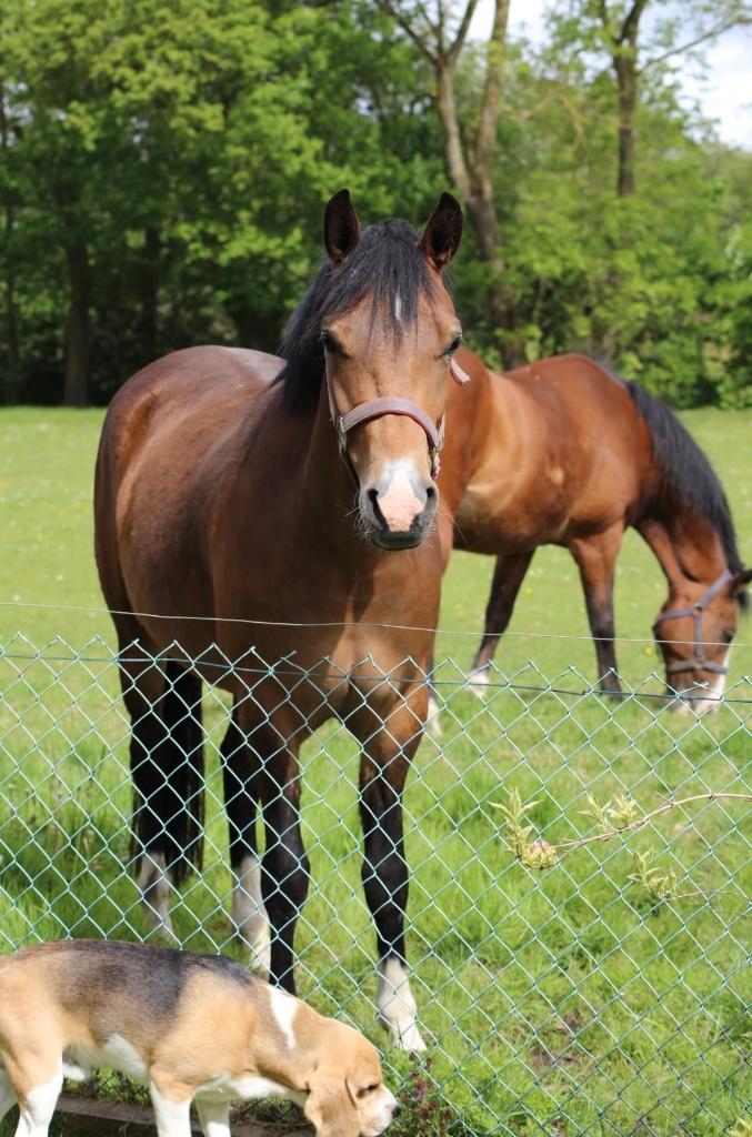 3 jarige New Forest merrie, Dieren en Toebehoren, Pony's, Merrie, 3 tot 6 jaar, Met stamboom, Onbeleerd