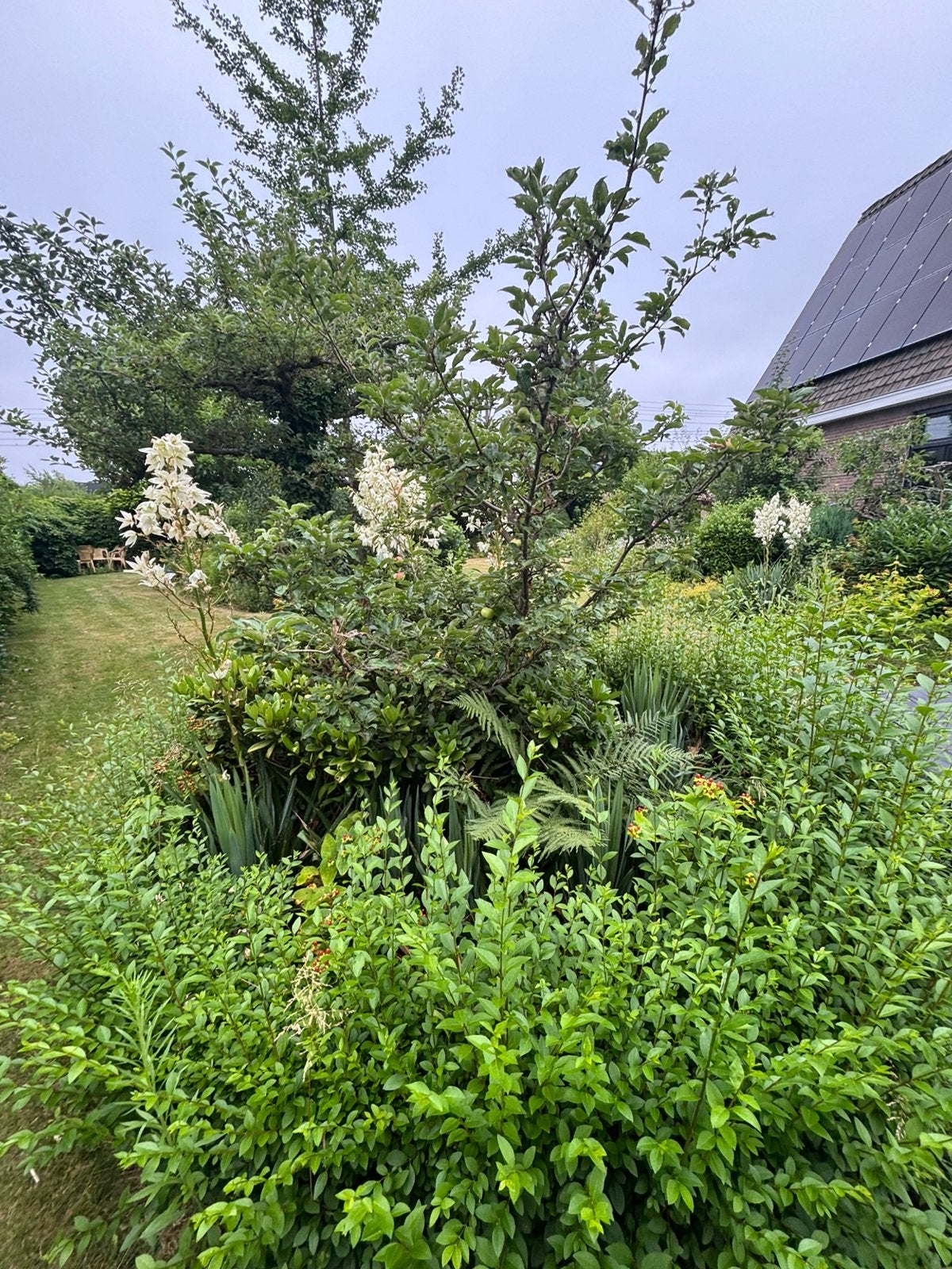 4 appelbomen, Tuin en Terras, Planten | Bomen, Ophalen, Volle zon, Overige soorten
