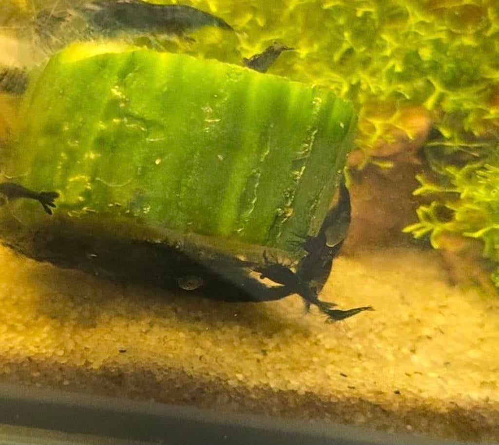 Blue dream garnaaltjes, Dieren en Toebehoren, Vissen | Aquariumvissen, Kreeft, Krab of Garnaal, Zoetwatervis, Schoolvis