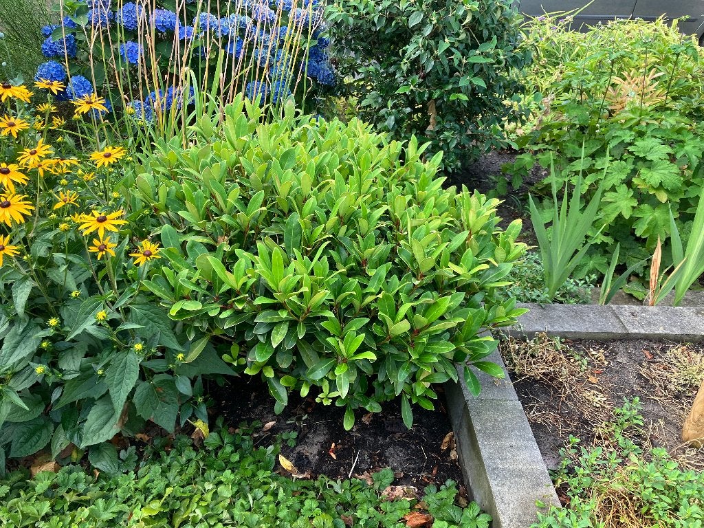 2x skimmia japonica, Vaste plant, Halfschaduw, Lente, Ophalen