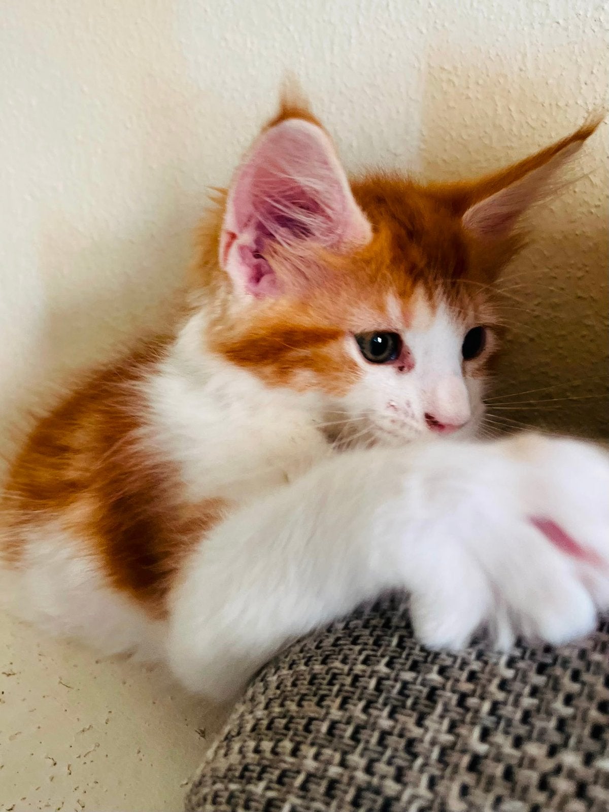 Een lief rood Maine Coon-meisje op zoek naar gouden mandje, Poes, Gechipt