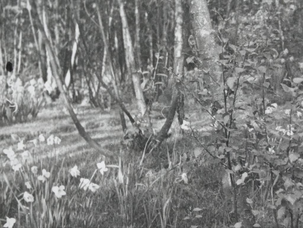 Piet Pijnenburg foto jaren 30-40 Park met Tulpen, Ophalen of Verzenden