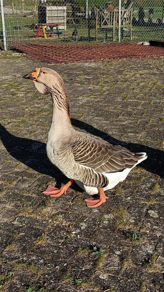 Toulouse gans, Mannelijk, Gans of Zwaan