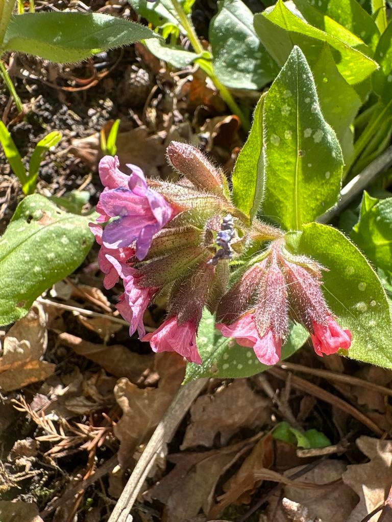 Zaailingen Longkruid (Pulmonaria) - Vroege Bloeier, Ophalen, Bodembedekkers, Vaste plant, Halfschaduw
