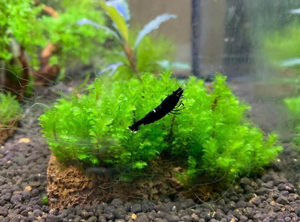 Distichophyllum sp. Rare moss | Losse stekken | plant, -, Nieuw, Ophalen of Verzenden, -
