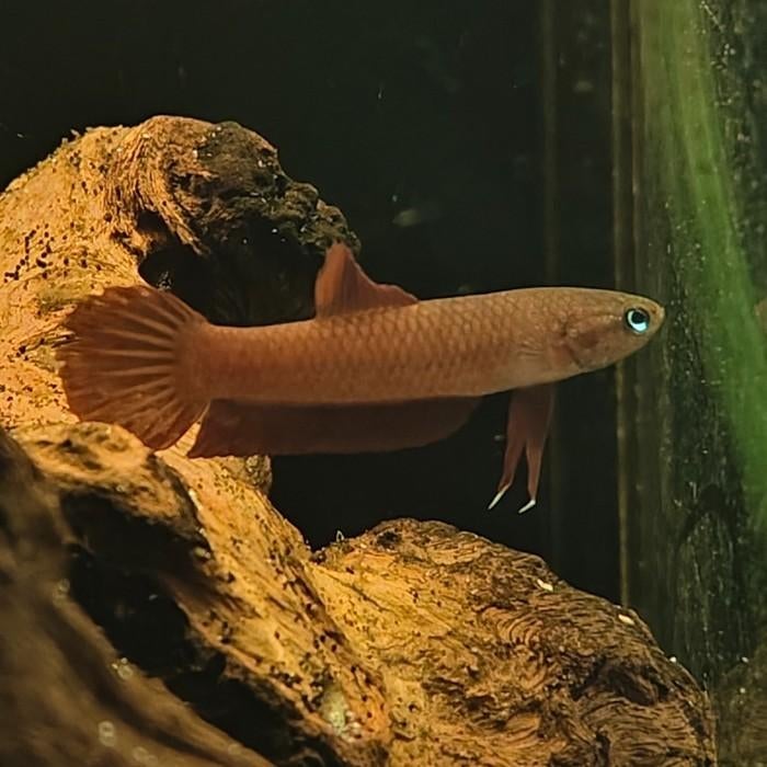 Betta rutilans, Dieren en Toebehoren, Vissen | Aquariumvissen, Vis
