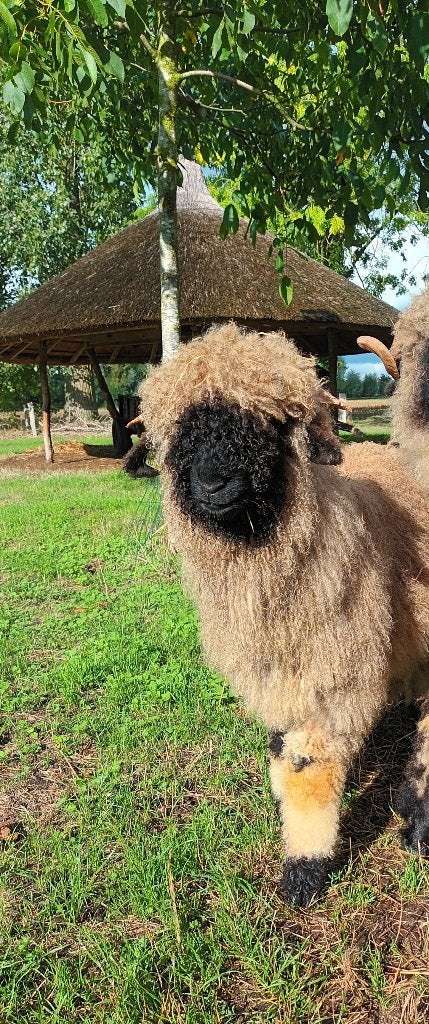 Walliser Schwarznase, Dieren en Toebehoren, Mannelijk, Schaap, 0 tot 2 jaar