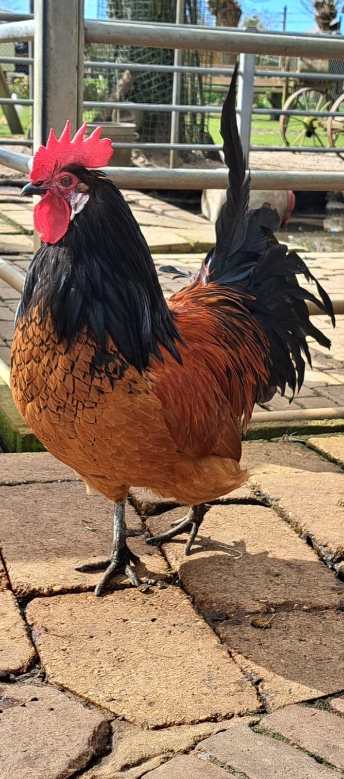 Twee vorwerk haanen kuikens, Dieren en Toebehoren, Meerdere dieren, Kip