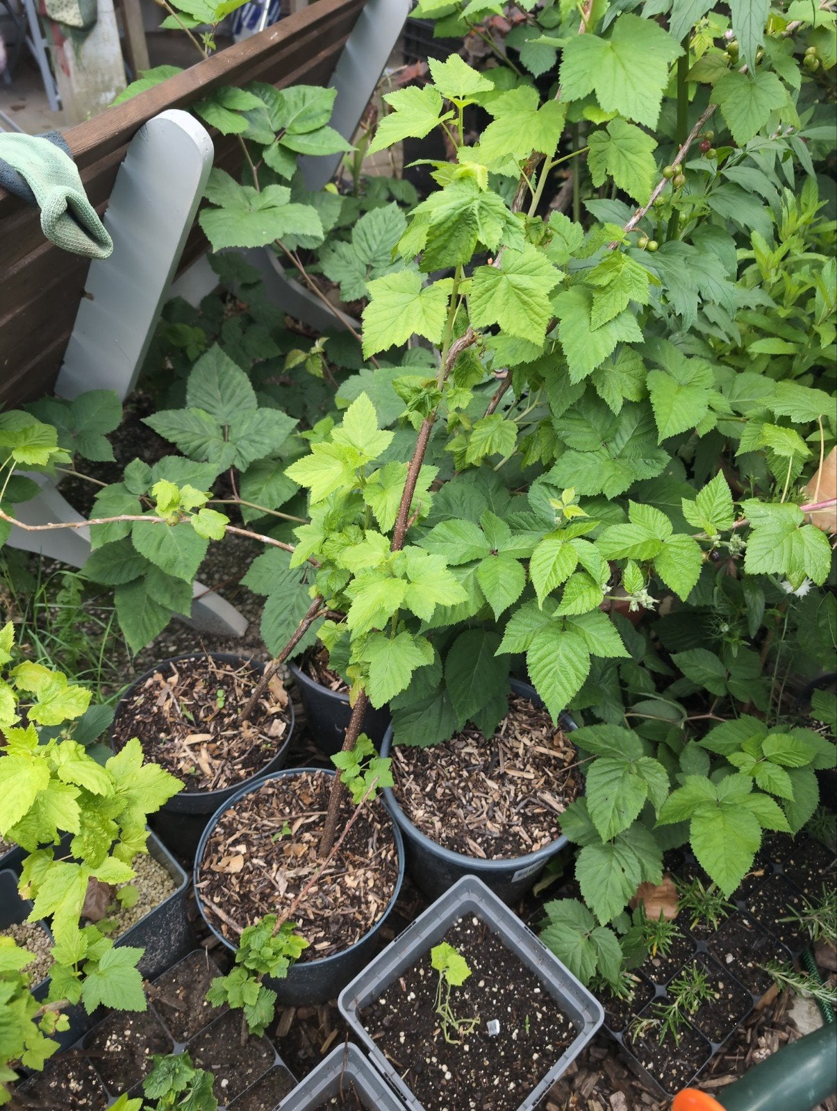 Heerlijke bes struiken te koop!, Tuin en Terras, Ophalen, Minder dan 100 cm, Overige soorten, Lente