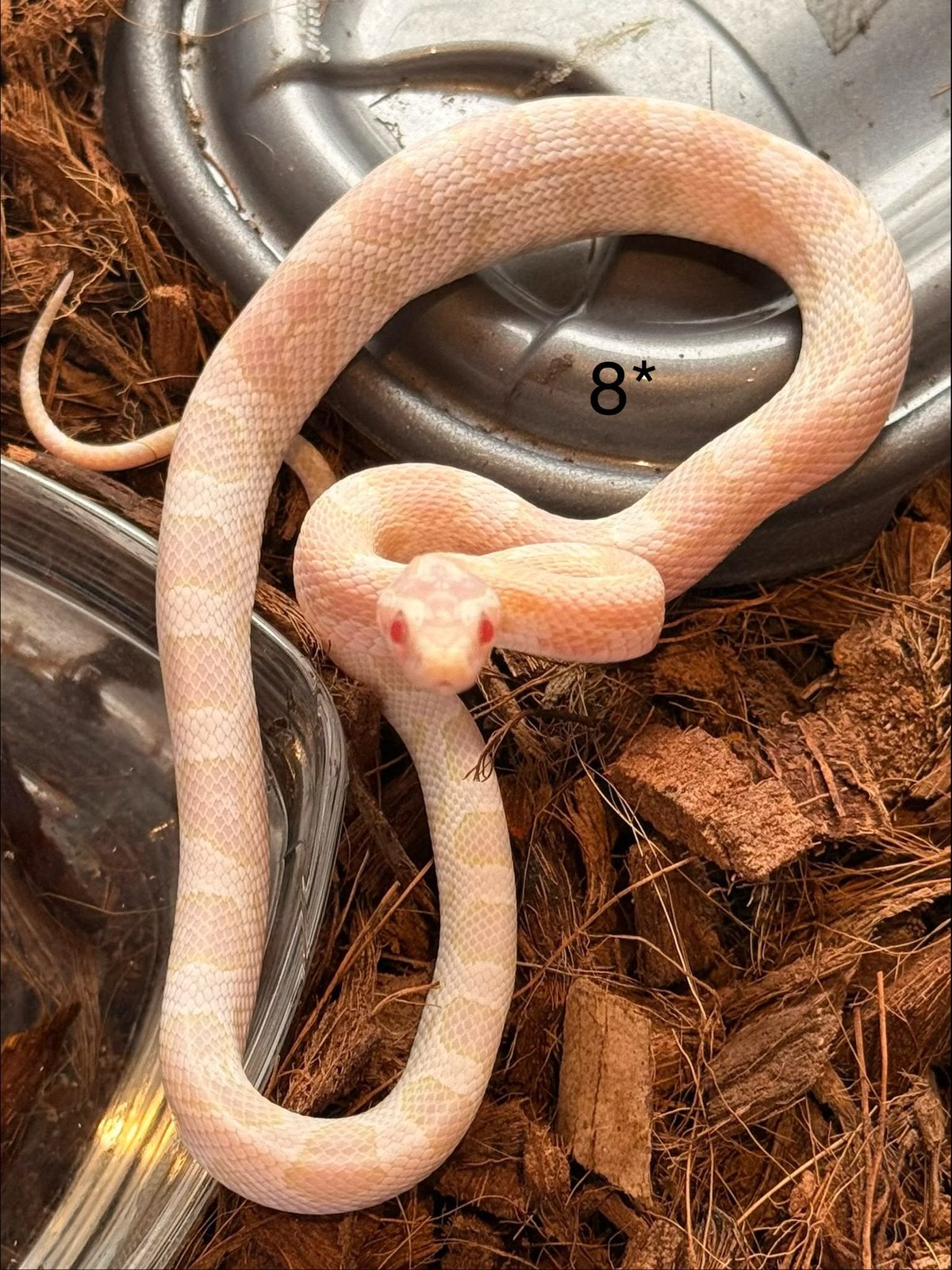 8x Rattenslangen Snow (Pantherophis guttatus) Corn Snake photo 8