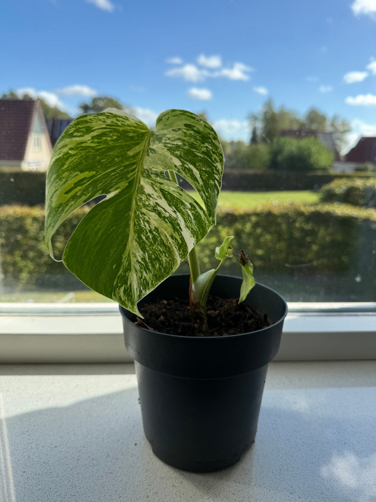 Monstera Variegata, Ophalen, Overige soorten, Halfschaduw, Minder dan 100 cm
