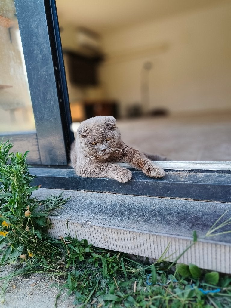 Liefdevolle knuffel-kater Macho zoekt een warm thuis!, Dieren en Toebehoren, Katten en Kittens | Raskatten | Korthaar, Kater, Gechipt