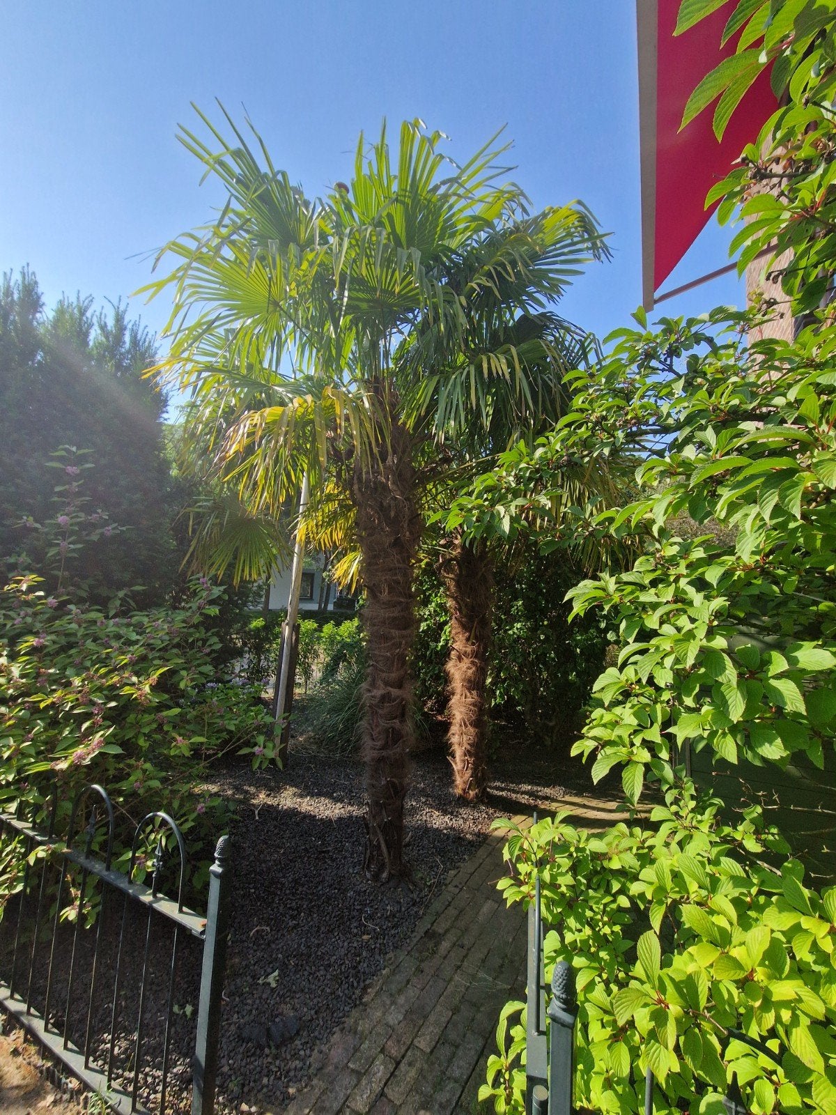 2 palmbomen - Trachycarpus Fortunei- stam is 280 en 230 cm, Ophalen, Lente, Overige soorten, Volle zon