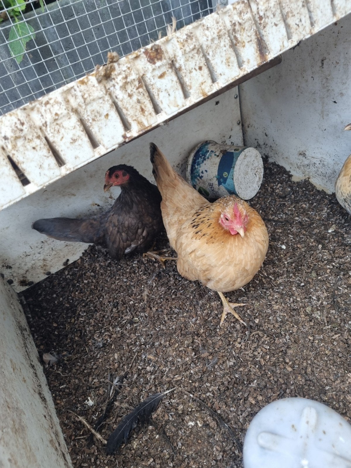 toompje Serama's, Meerdere dieren, Kip
