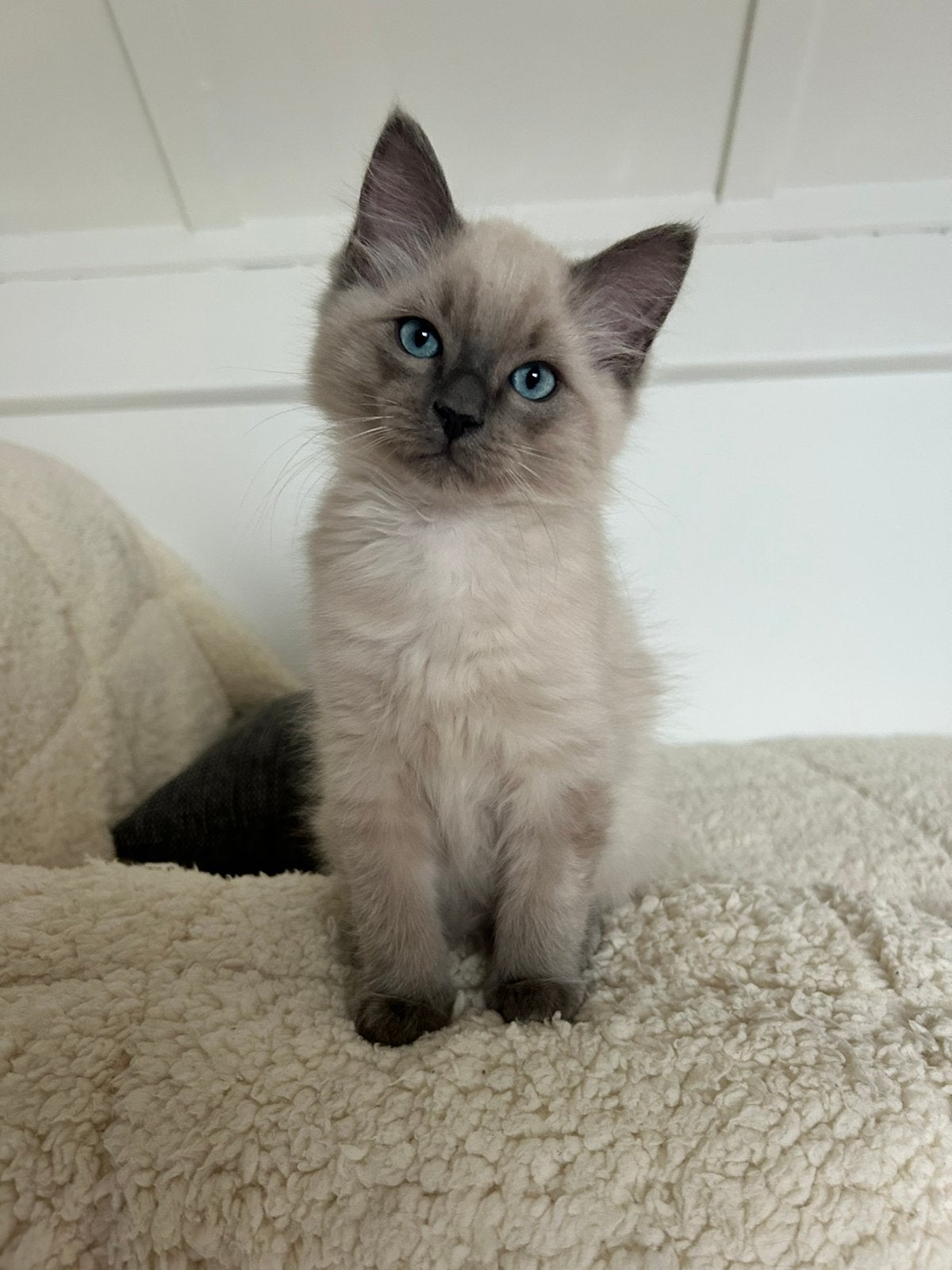 Nog 1 prachtige Ragdoll kitten mag verhuizen, Kater, Ontwormd, 0 tot 2 jaar