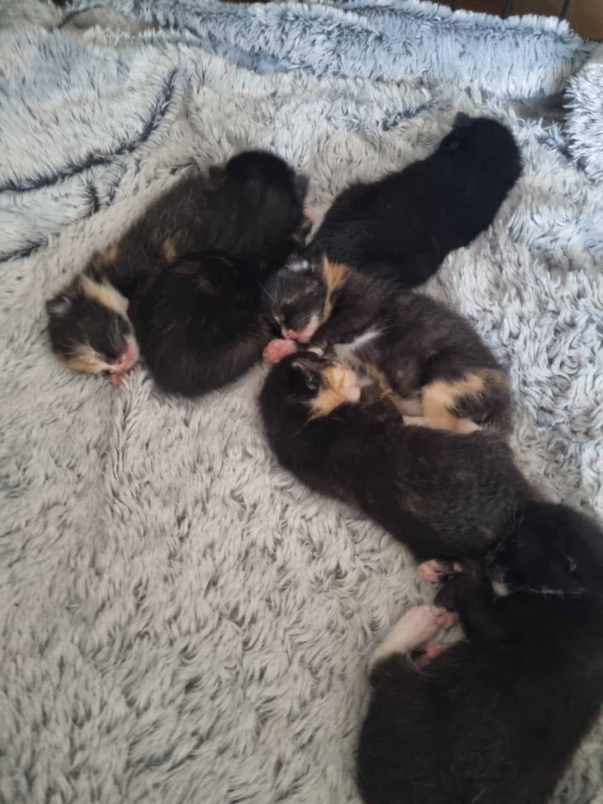 kittens, Dieren en Toebehoren, Meerdere dieren, Kortharig, 0 tot 2 jaar