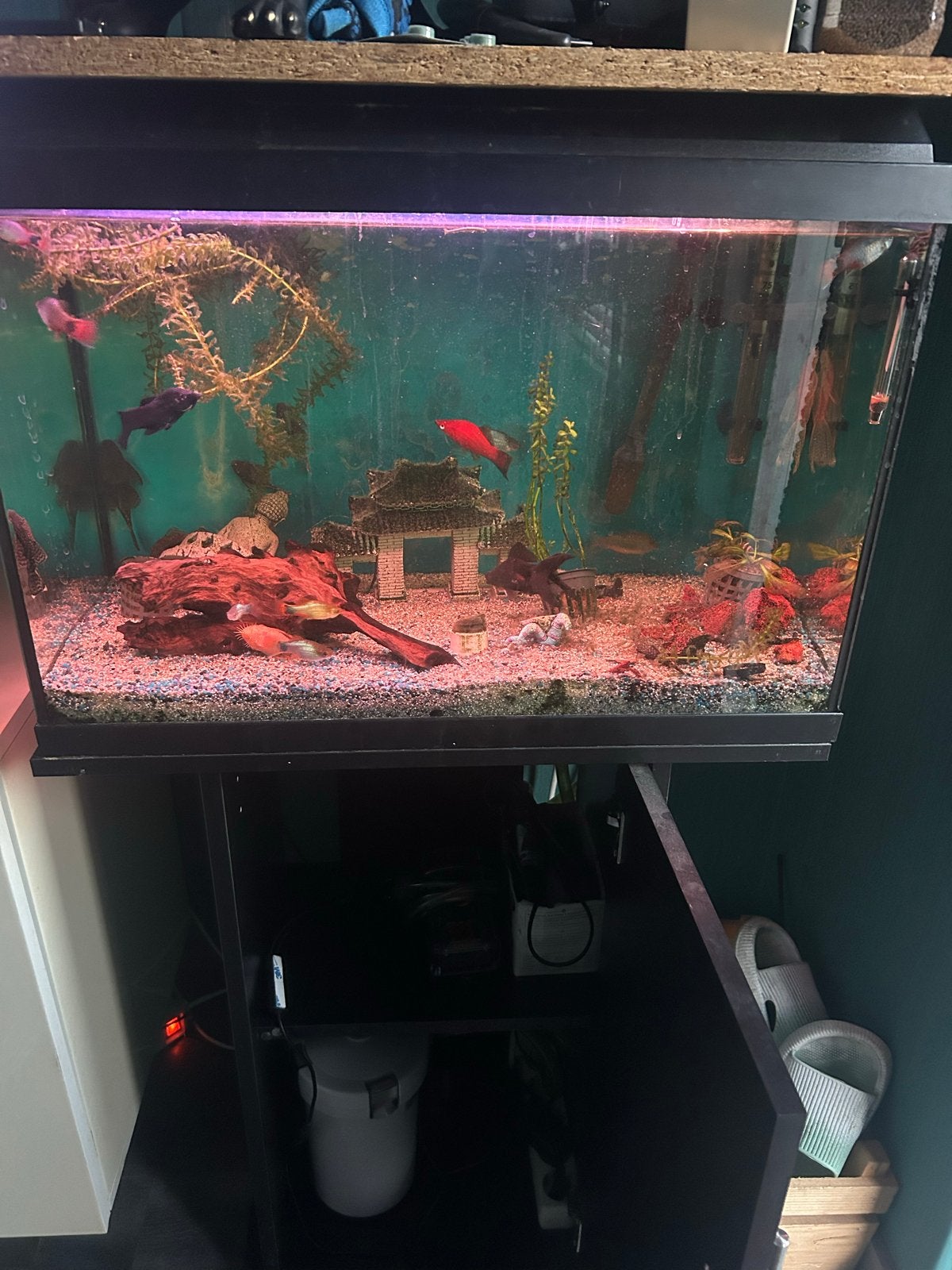 Aquarium 60 liter, Ophalen