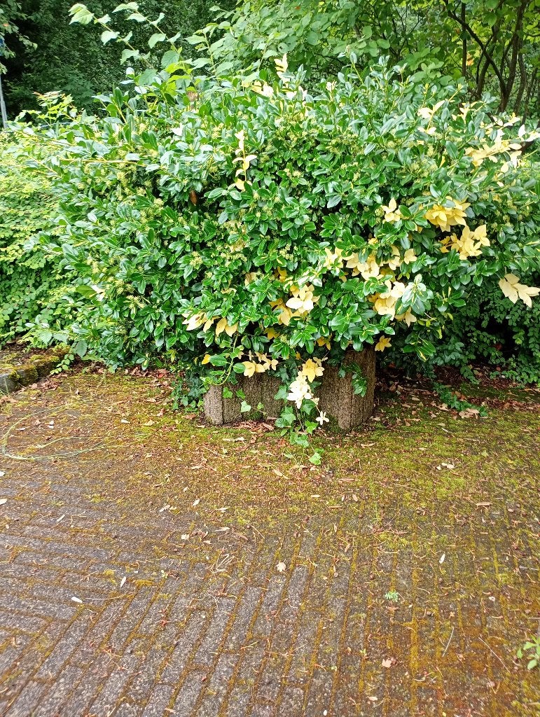 Gratis 7 stapelbare plantenbakken, met struiken, Ophalen, Gebruikt, 40 cm of meer, Minder dan 40 cm