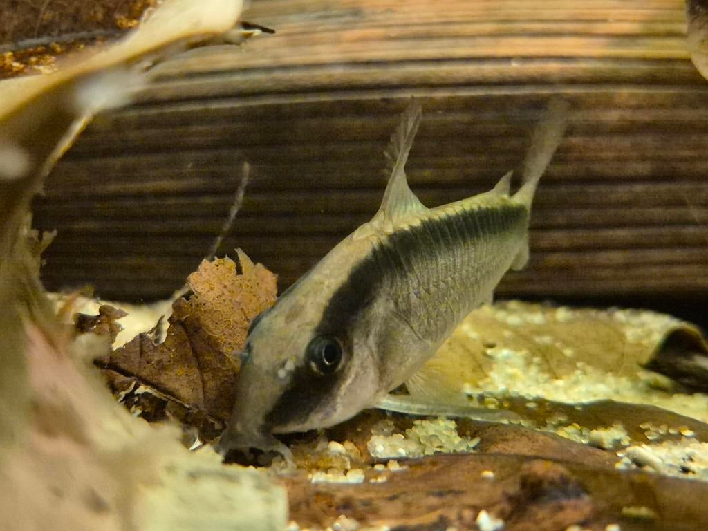 Corydoras Arcuatus wildvang, Dieren en Toebehoren, Vissen | Aquariumvissen, Vis