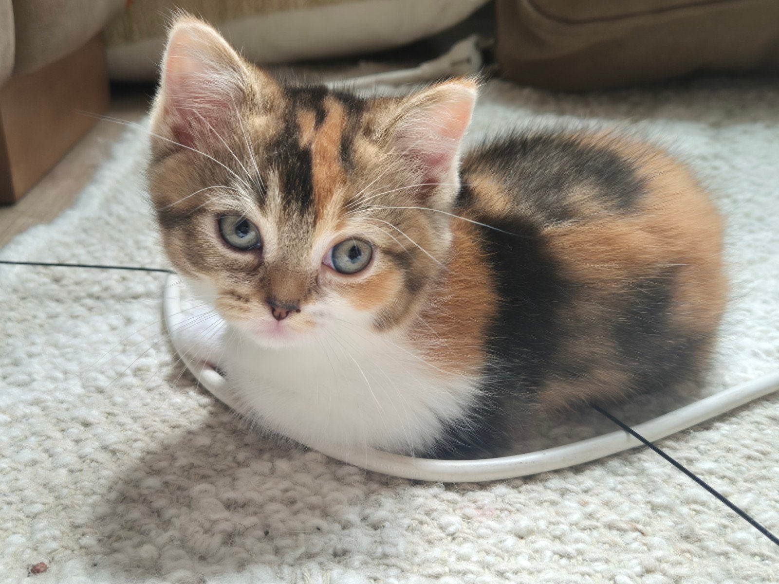 Britse korthaar super sociaal tortie lapje speels Brits, Poes